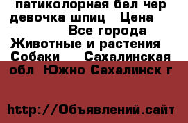 патиколорная бел/чер девочка шпиц › Цена ­ 15 000 - Все города Животные и растения » Собаки   . Сахалинская обл.,Южно-Сахалинск г.